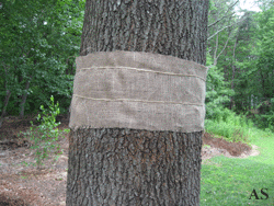 Burlap strip impregnated with insecticide