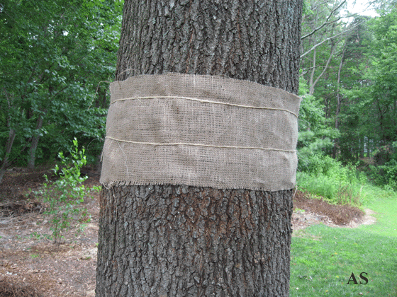 Burlap strip sprayed with insecticide 