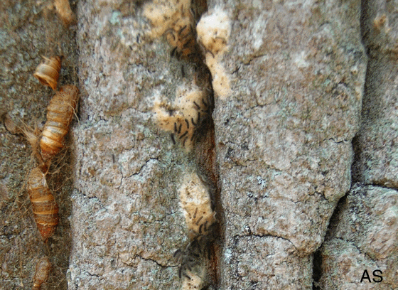 Gypsy Moth Larvae Hatching 
