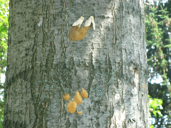 Gypsy moth egg masses on tree trunk 