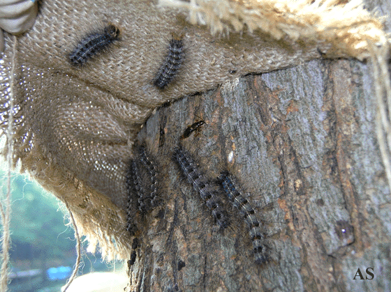 Caterpillars hiding under folded burlap strip 