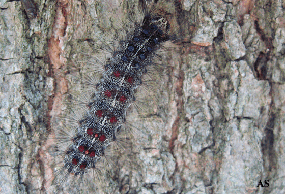 Gypsy Moth Larvae 