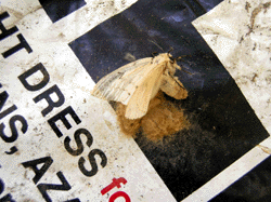 Gypsy moth eggs on bag of mulch