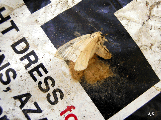 Gypsy moth egg masses on a bag of mulch 