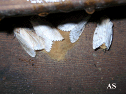 Gypsy moth eggs on edge of deck