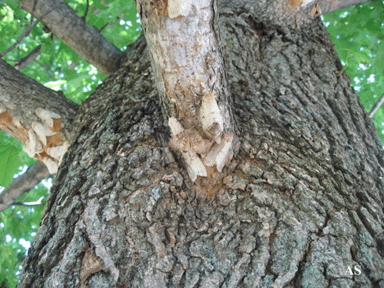 Gypsy moth egg masses laid on trunk and branches of tree 