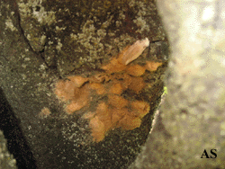Gypsy moth eggs deposited on tree.