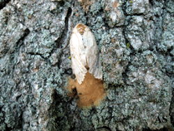 Female gypsy moth laying eggs