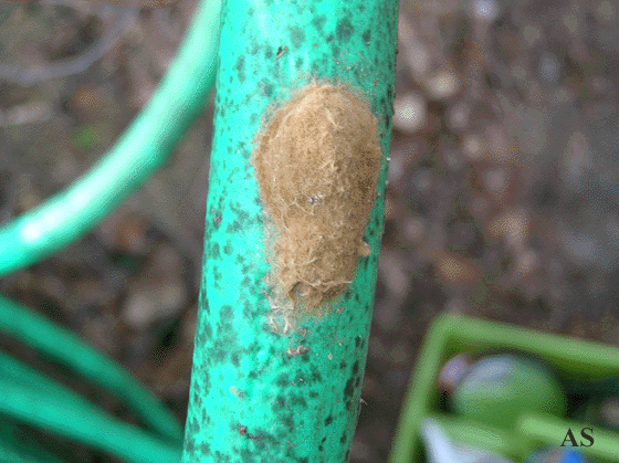 Gypsy moth egg mass on a garden hose  