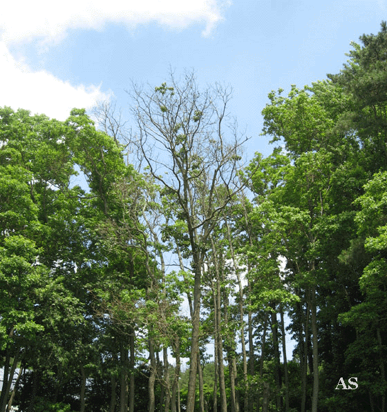 Dead Oak Tree