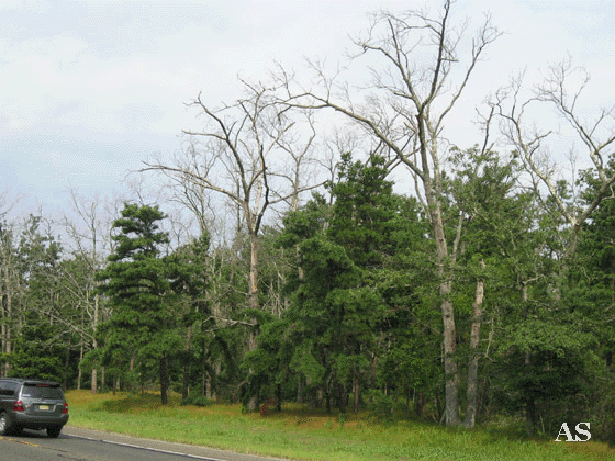 Dead Trees on Route 70