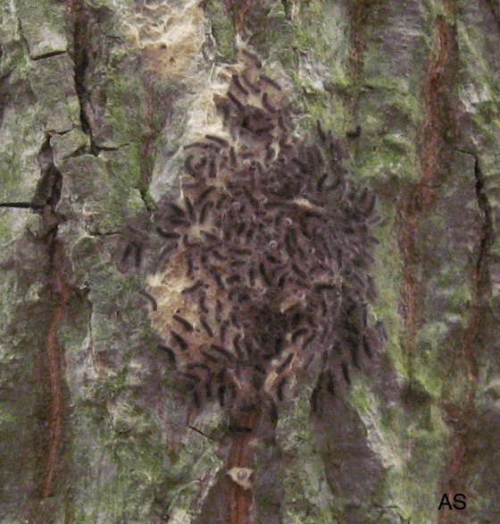 Gypsy Moth Larvae Hatching 