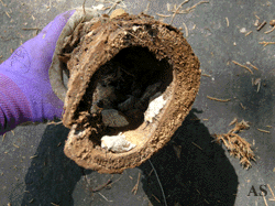 Gypsy moth eggs in hollow log