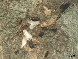 Gypsy moth egg masses on tree