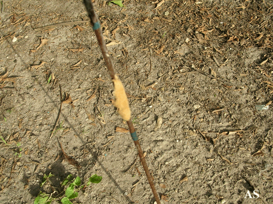 Gypsy moth egg mass on plant a stake 