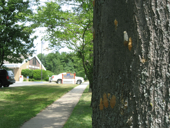 Gypsy moth eggs on tree near post office  