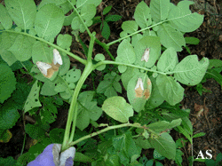 Gypsy moth eggs on potato plant