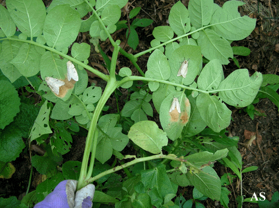 Gypsy moth egg masses on potato plant 