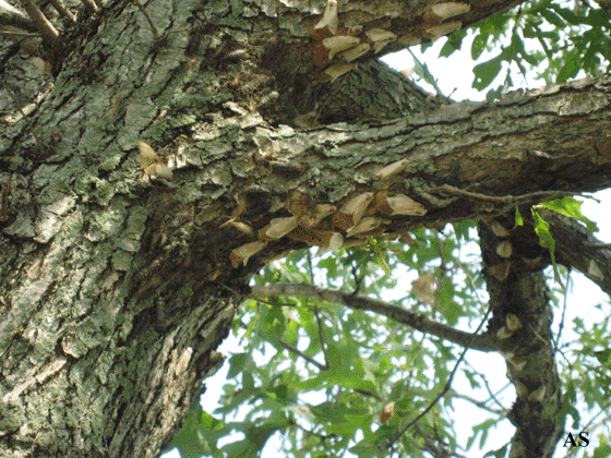Gypsy moth eggs on tree branches 
