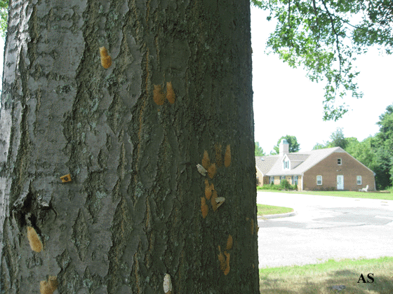 Gypsy moth egg masses on tree 