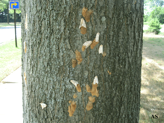Gypsy moth egg masses on tree 