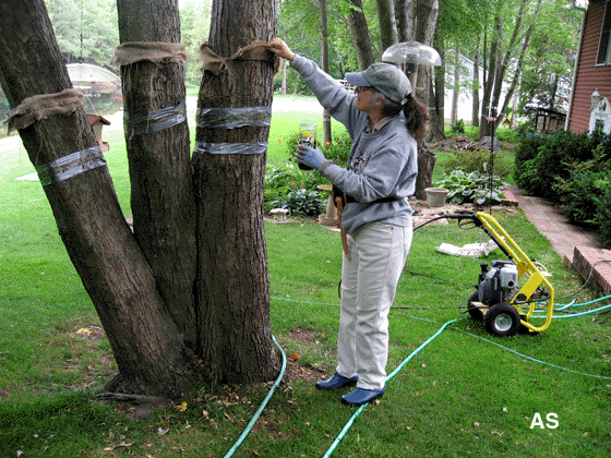 Collecting of Gypsy Moths 