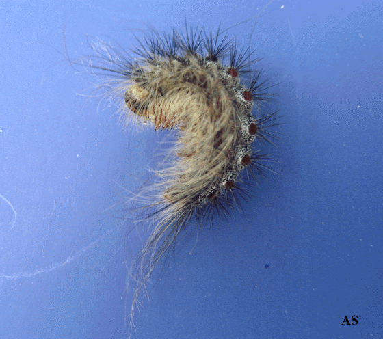 Gypsy moth caterpillar transitioning to a Pupa 
