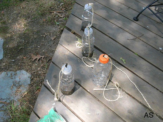 Home made gypsy moth traps 