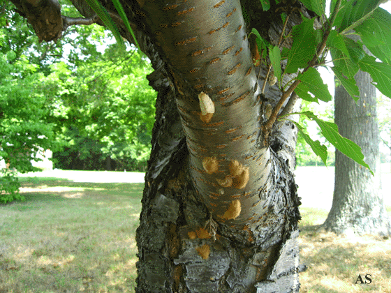 Egg masses on bottom of tree branch 