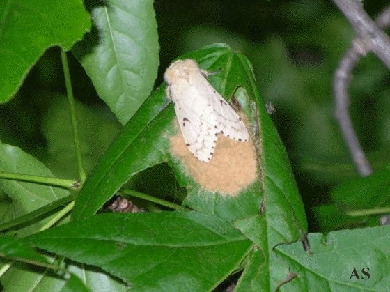 Gypsy moth egg masses on tree leaves 